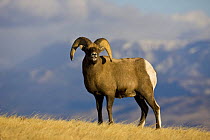Rocky Mountain Bighorn Sheep {Ovis canadensis}  ram, Whiskey Basin, near Dubois, Wyoming, USA, November