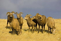 Rocky Mountain Bighorn Sheep {Ovis canadensis}  rams testing the air around a female, flehmen behaviour, Whiskey Basin, near Dubois, Wyoming, USA, November