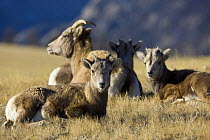 Rocky Mountain Bighorn Sheep {Ovis canadensis}  ewes and lambs, Whiskey Basin, near Dubois, Wyoming, USA, November