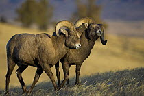 Rocky Mountain Bighorn Sheep {Ovis canadensis}  rams exhibiting dominance behaviour, Whiskey Basin, near Dubois, Wyoming, USA, November