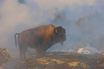 Bull Bison (Bison bison) warming himself in the steam from the Firehole River, Upper Geyser Basin, Yellowstone National Park, Wyoming, USA, January