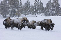 Group of Bison (Bison bison) in snow, Upper Geyser Basin, Yellowstone National Park, Wyoming, USA, January 2008