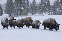 Group of Bison (Bison bison) in snow, Upper Geyser Basin, Yellowstone National Park, Wyoming, USA, January 2008