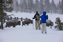 Cross country skier's watching Bison {Bison bison} in the Upper Geyser Basin, Yellowstone National Park, Wyoming, USA, January 2008