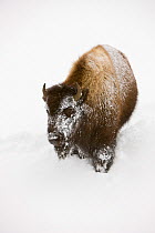 Bison (Bison bison) in deep snow in the Upper Geyser Basin, Yellowstone National Park, Wyoming, USA, January 2008
