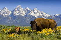 Bison {Bison bison} cow and calf amongst flowering Arrowroot balsamroot {Balsamorhiza sagittata} with the Teton mountains in the background, Grand Teton National Park, Wyoming, USA, June 2008