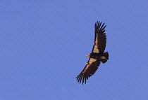 California Condor (Gymnogyps californianus) in flight, showing wing tags, Colorado River, Arizona, USA. Endangered.