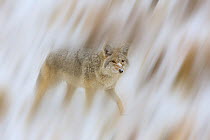 Coyote {Canis latrans} in snow, USA, September