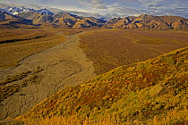 Aerial view of Polychrome Basin and braided, dried  riverbed in Denali National Park, Alaska, USA, autumn, September 2008