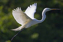 Great egret (Ardea alba) in flight with nest material in beak, Florida, USA, March