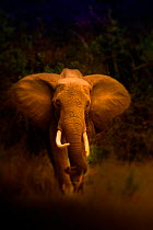 African elephant {Loxodonta africana} walking forward, Kenya, September