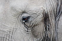 Close up of eye of a bull African Elephant (Loxodonta africana) showing 'tears', Masai Mara Game Reserve, Kenya, September