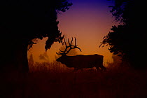 Silhouette of male Elk {Cervus canadensis} at dawn, crossing meadow in Yellowstone National Park, Wyoming, USA, September