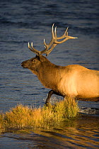 Elk {Cervus canadensis} stag crossing the Madison River during the autumn rut, Yellowstone National Park, Wyoming, USA, September