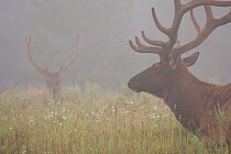 Two male Elk {Cervus canadensis} in velvet, resting in foggy meadow at dawn, Yellowstone National Park, Wyoming, USA, July