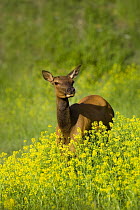 Female Elk {Cervus canadensis} amongst wildflowers in spring, Mammoth area of Yellowstone National Park, Wyoming, USA, June