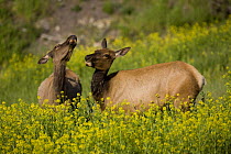 Two Female Elk {Cervus canadensis} amongst wildflowers in spring, Mammoth area of Yellowstone National Park, Wyoming, USA, June