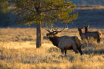 Elk {Cervus canadensis} stag bugling during the autumn rut with females in the background, Grand Teton National Park, Wyoming, USA, October 2008