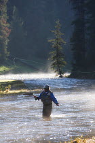Man fly fishing for trout in a river in the Shoshone National Forest, Wyoming, USA, model released. July 2008