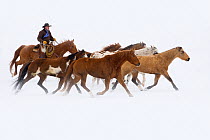 Cowboy herding horses on winter day, Flitner ranch, Shell, Wyoming, USA, Model released, February 2008
