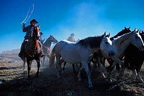 Cowboys working for the Bureau of Land Management round up wild horses / mustangs to remove them from public land, Red Desert, Wyoming, USA. Model released