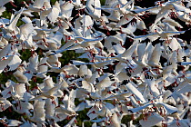 White ibis (Eudocimus albus) large flock in flight, Alafia Banks Preserve, Florida, USA, March.