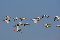 White ibis (Eudocimus albus) flock in flight, Alafia Banks Preserve, Florida, USA, March.