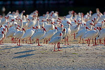 White ibis (Eudocimus albus) flock on ground, Alafia Banks Preserve, Florida, USA, March.