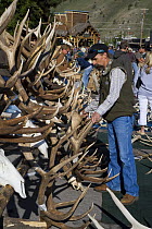 Shed elk antlers at the Jackson Hole Antler Auction held on the town square annually. Proceeds of the sale go to support the Boy Scouts of America. Jackson, Wyoming, USA, May 2006