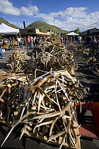 Shed Elk antlers at the Jackson Hole Antler Auction held on the town square annually. Proceeds of the sale go to support the Boy Scouts of America. Jackson, Wyoming, USA, May 2006
