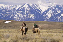 Antler Hunters picking up shed antlers from Elk in the Bridger - Teton National Forest near Jackson, Wyoming, USA. Antlers are later sold to raise funds for the Boy Scouts of America, April 2009