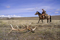 Antler Hunter picking up shed antlers from Elk in the Bridger - Teton National Forest near Jackson, Wyoming, USA. Antlers are later sold to raise funds for the Boy Scouts of America. April 2009