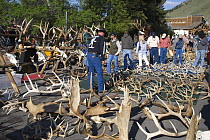 Shed antlers of Elk for sale at Jackson Hole Antler Auction held on the town square annually and proceeds of the sale go to the Boy Scouts of America. Jackson, Wyoming, USA, May 2006