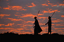 Young Masai warriors with spears silhouetted against an African Sunset, Kenya. September 2006