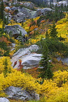 Autumn foilage along the Paintbrush Canyon Trail in Grand Teton National Park, Wyoming, USA, October 2008