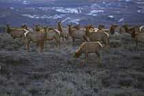 Elk {Cervus canadensis} herd on migration in spring out of the National Elk Wildlife Refuge through Grand Teton National Park, Wyoming, USA, May 2009