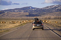Vehicles approach a herd of Elk {Cervus canadensis} on migration in spring out of the National Elk Wildlife Refuge through Grand Teton National Park, Wyoming, USA, May 2009