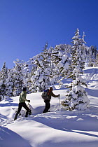 Snow shoeing / Cross country skiing on Two Ocean Mountain, Togwotee Pass, Shoshone National Forest, Wyoming, USA, December 2008