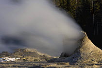 Giant Geyser venting steam, Upper Geyser Basin, Yellowstone National Park, Wyoming, USA, January 2008