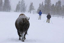 Cross Country Skier's pause to watch Bison {Bison bison} moving through the Upper Geyser Basin in winter, Yellowstone National Park, Wyoming, USA, January 2008
