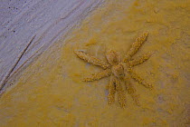 Dead Thermal Spider encased in thermophilic bacteria in hot Spring, Yellowstone National Park, Wyoming, USA, October