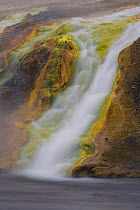 Thermal runoff from Grand Prismatic Spring into the Firehole River, Yellowstone National Park, Wyoming, USA, October 2008