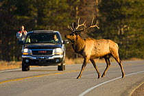 Tourist watches Elk {Cervus canadensis} crossing the road in Yellowstone National Park, Wyoming, USA, October 2008