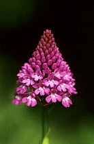 Pyramidal Orchid (Anacamptis pyramidalis) flower, North Downs, Surrey, UK