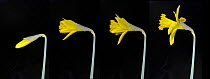 Daffodil {Narcissus sp} time lapse sequence of flower bud opening, each image taken approx 2 hours apart, Digital composite