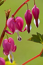Bleeding Heart {Dicentra spectabilis} flowers, UK