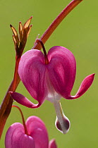 Bleeding Heart {Dicentra spectabilis} flowers, UK