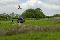 Man spreading meat at Red Kite {Milvus milvus} feeding station, Gigrin Farm, Rhayader, Powys, Wales, UK, May 2009