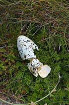 Broken egg of Common guillemot {Uria aalge} predated by Lesser Black Backed Gull, South Stack, Anglesey, North Wales, UK