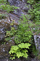 Japanese Knotweed {Fallopia japonica} growing on remote hillside in Snowdonia National Park, North Wales, UK